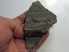 ichthyosaur tooth : Stenopterygius