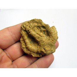 EUCALYPTOCRINUS ELRODI