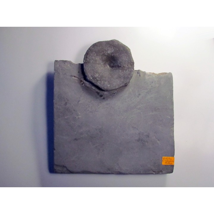 ichthyosaur ribs : Stenopterygius