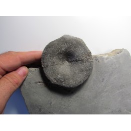ichthyosaur ribs : Stenopterygius