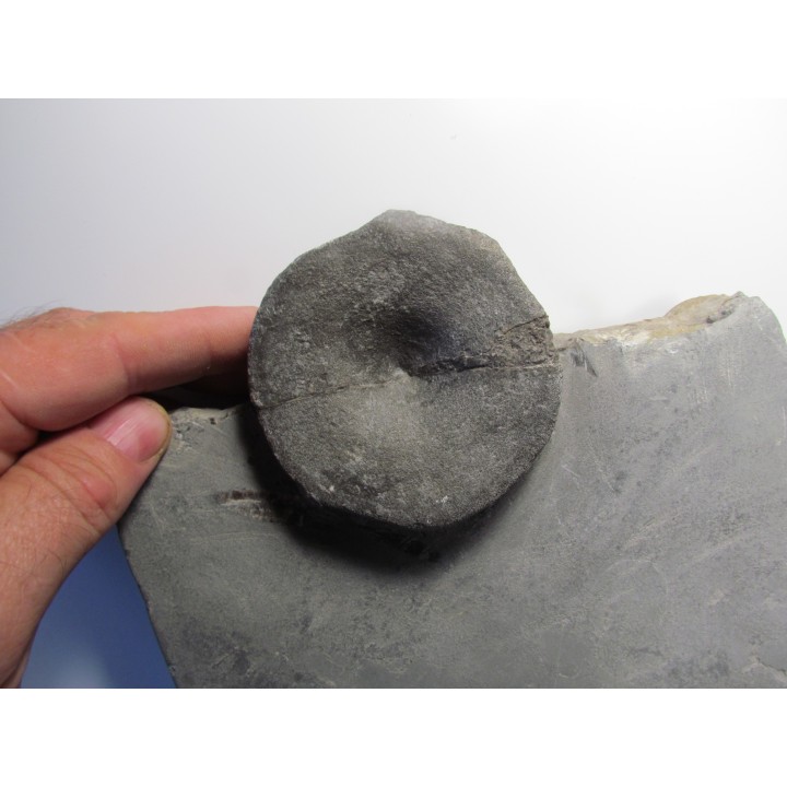 ichthyosaur ribs : Stenopterygius