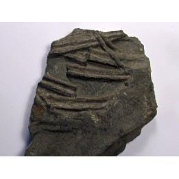 ichthyosaur ribs : Stenopterygius