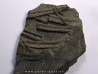 cotes d'ICHTHYOSAURE STENOPTERYGIUS