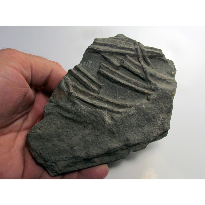 ichthyosaur ribs : Stenopterygius