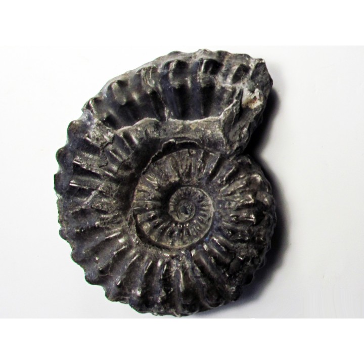 Prolyelliceras cf. peruvianum
