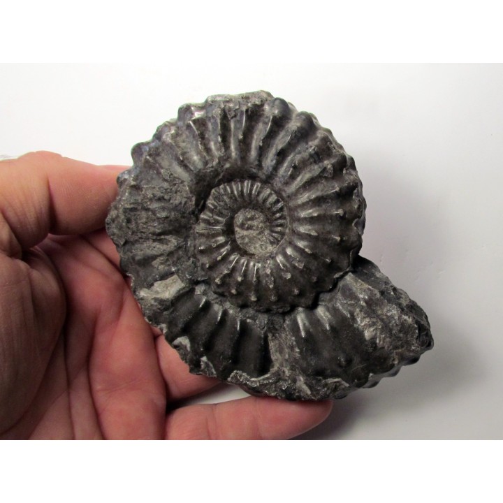 Prolyelliceras cf. peruvianum