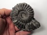 Prolyelliceras cf. peruvianum