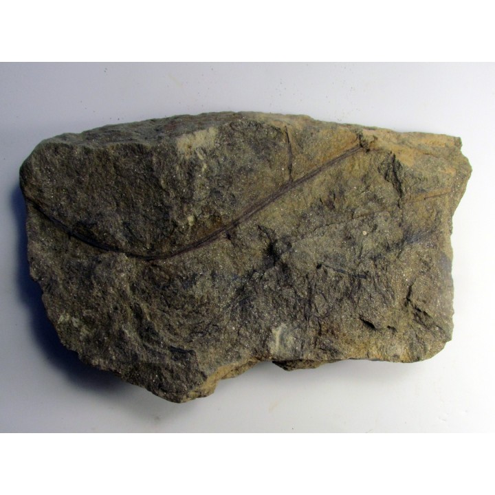 RARE rhacophyton condrusorum du DEVONIEN (1)