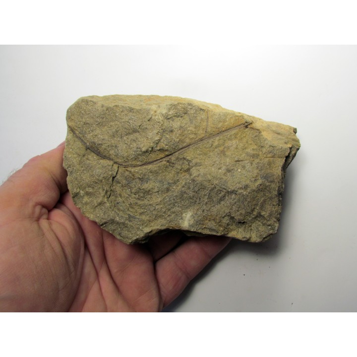 RARE rhacophyton condrusorum du DEVONIEN (1)