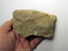 RARE rhacophyton condrusorum du DEVONIEN (1)