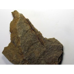 RARE rhacophyton condrusorum du DEVONIEN (2)