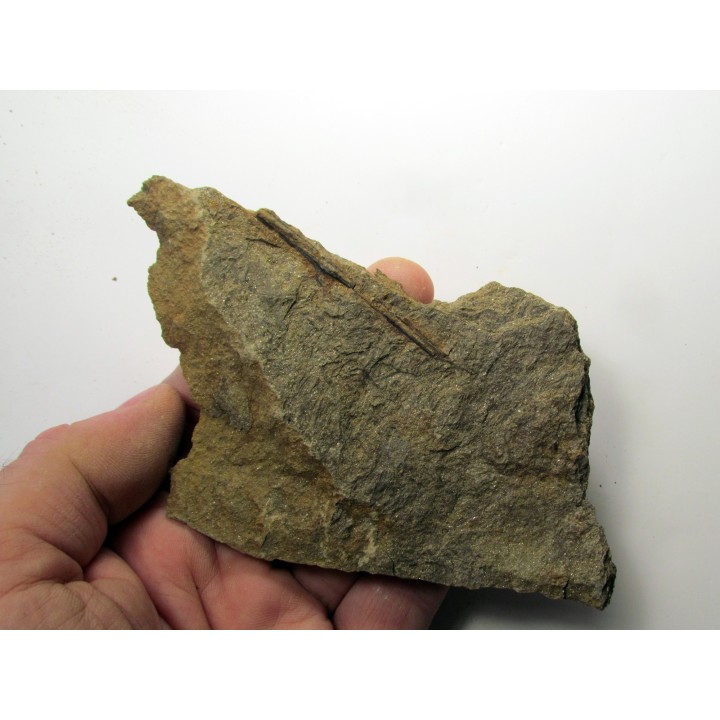 RARE rhacophyton condrusorum du DEVONIEN (2)