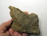 RARE rhacophyton condrusorum du DEVONIEN (2)