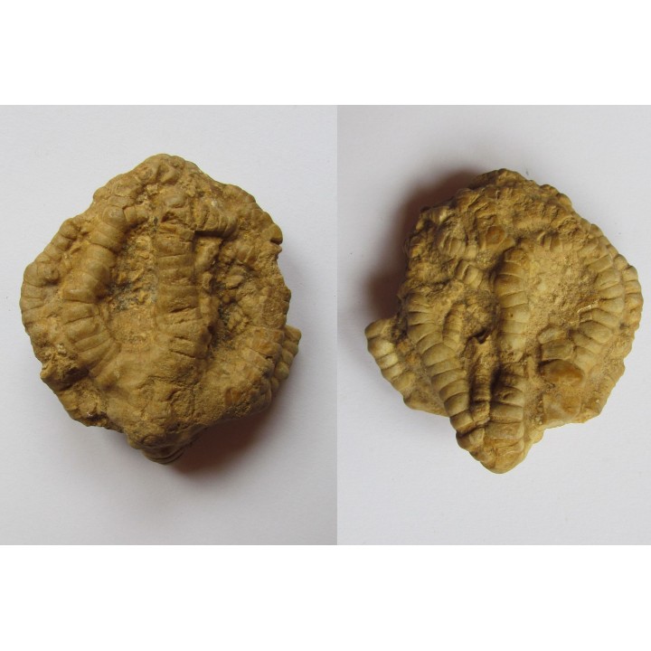 EUCALYPTOCRINUS ELRODI