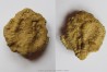 EUCALYPTOCRINUS ELRODI