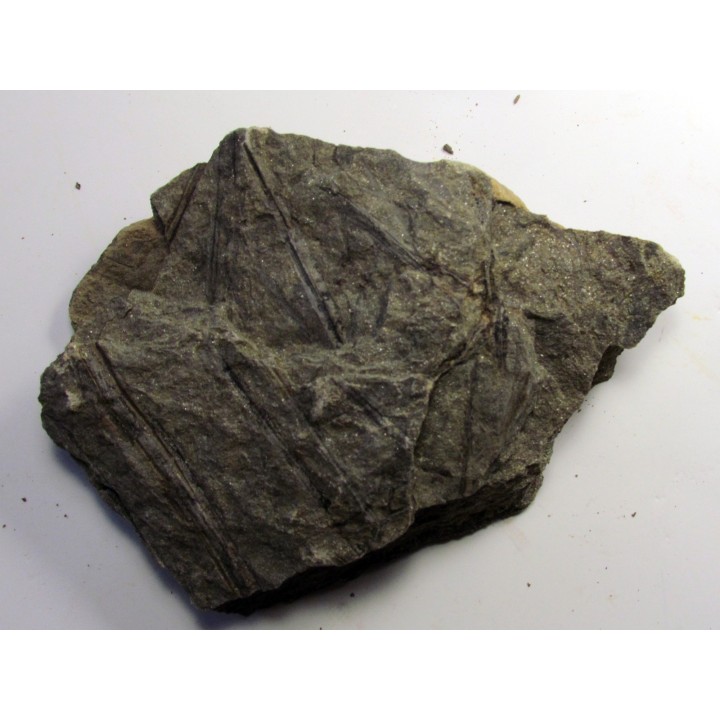 RARE rhacophyton condrusorum du DEVONIEN (3)