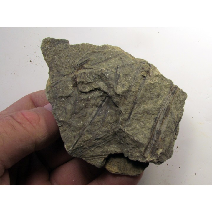 RARE rhacophyton condrusorum du DEVONIEN (3)