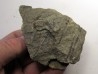 RARE rhacophyton condrusorum du DEVONIEN (3)