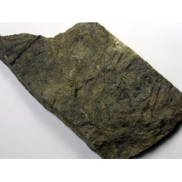 RARE rhacophyton condrusorum du DEVONIEN (4)