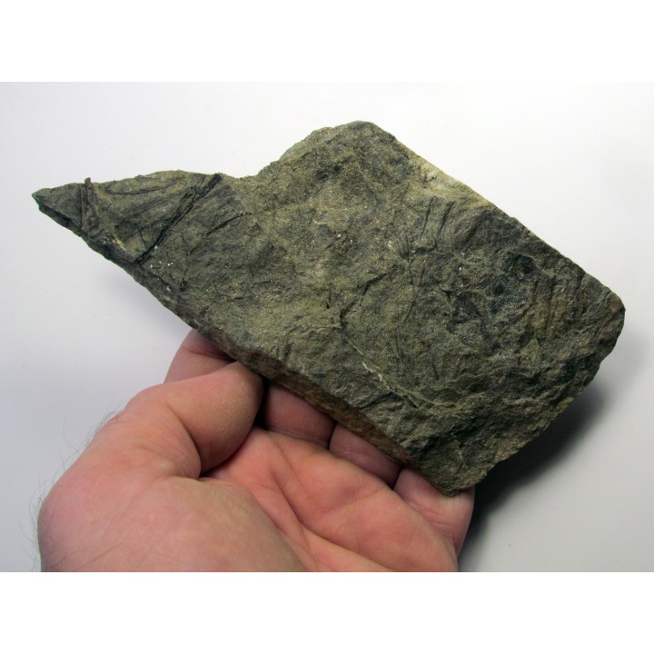 RARE rhacophyton condrusorum du DEVONIEN (4)