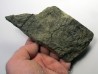 RARE rhacophyton condrusorum du DEVONIEN (4)