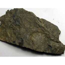RARE rhacophyton condrusorum du DEVONIEN (5)