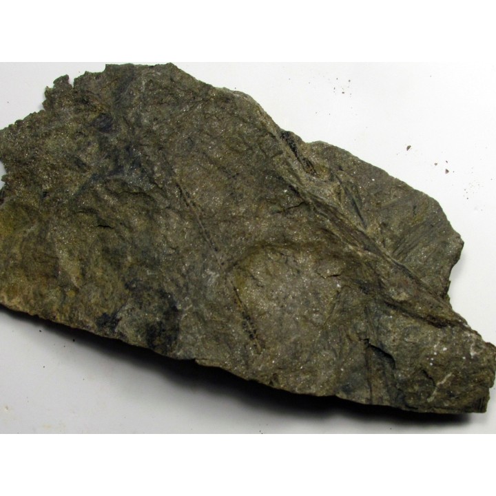 RARE rhacophyton condrusorum du DEVONIEN (5)