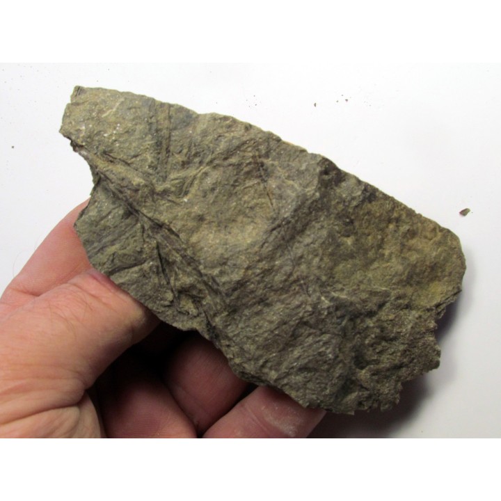 RARE rhacophyton condrusorum du DEVONIEN (5)