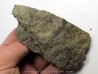 RARE rhacophyton condrusorum du DEVONIEN (5)