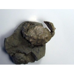 XANTHOPSIS DUFOURI (1)