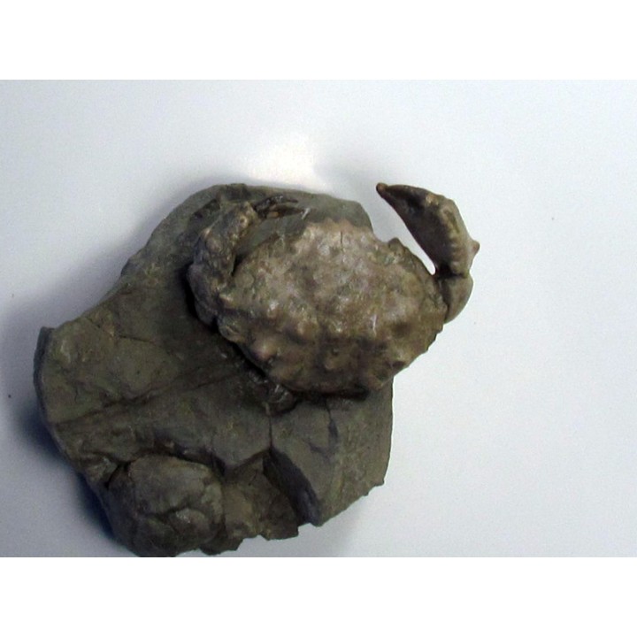 XANTHOPSIS DUFOURI (1)