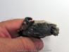 XANTHOPSIS DUFOURI (2)
