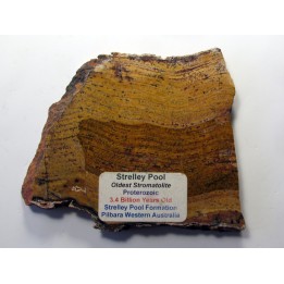 Stromatolithe STELLEY POOL (1)