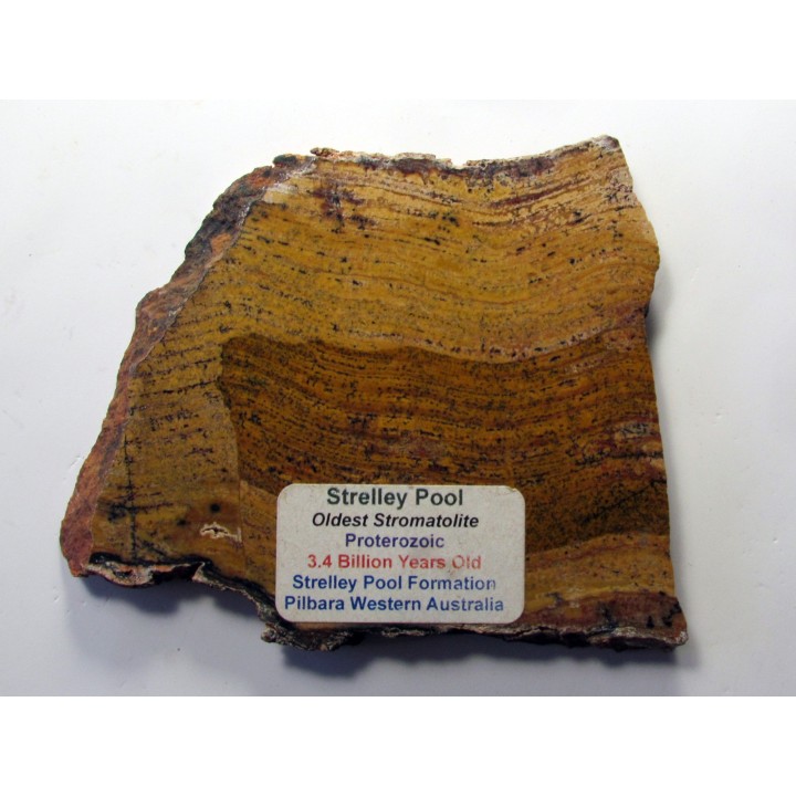 Stromatolithe STELLEY POOL (1)