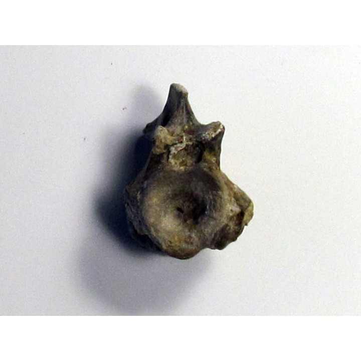 vertebre de eryops megacephalus