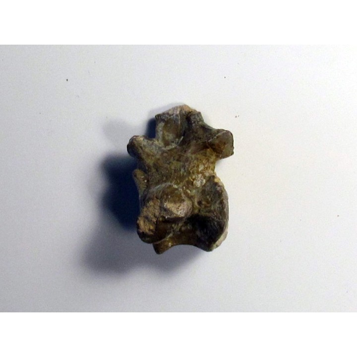vertebre de eryops megacephalus