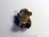 vertebre de eryops megacephalus