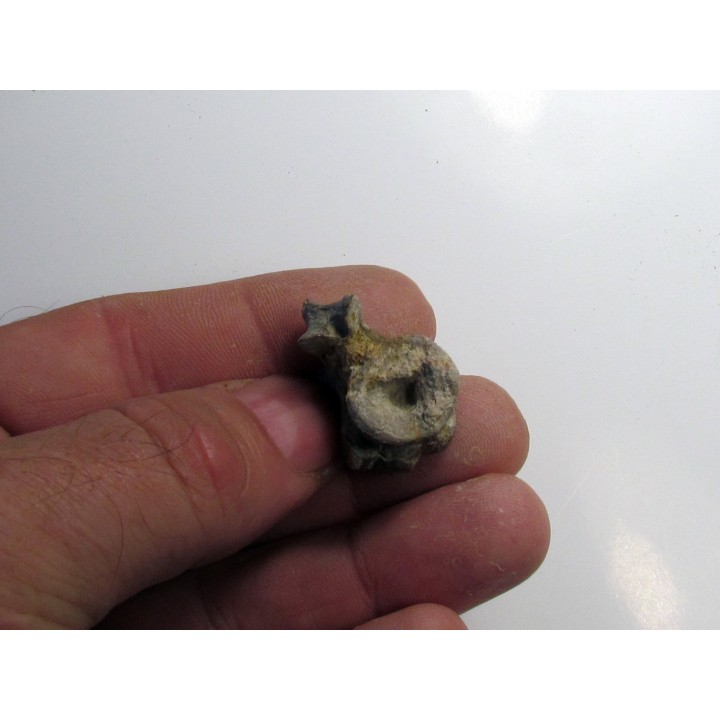 vertebre de eryops megacephalus