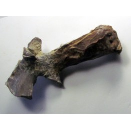 eryops megacephalus scapula
