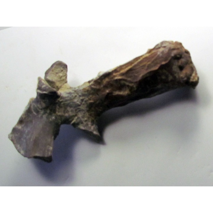 scapula de eryops megacephalus