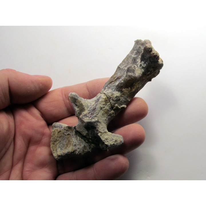 eryops megacephalus scapula