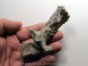 eryops megacephalus scapula