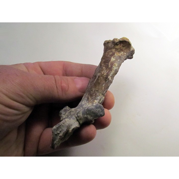 eryops megacephalus scapula
