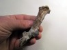 eryops megacephalus scapula