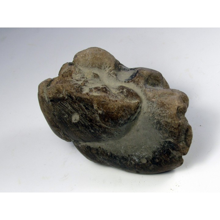 eryops megacephalus coprolithe