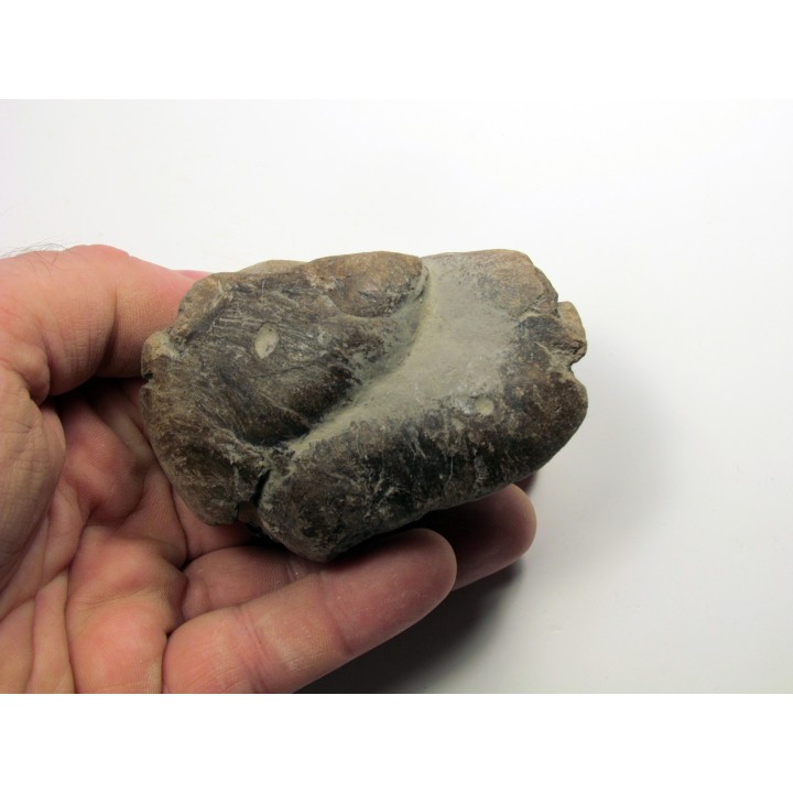 coprolithe de eryops megacephalus