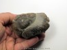 coprolithe de eryops megacephalus