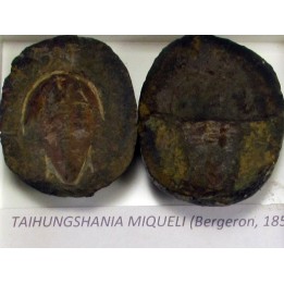 taihungshania miqueli (1)