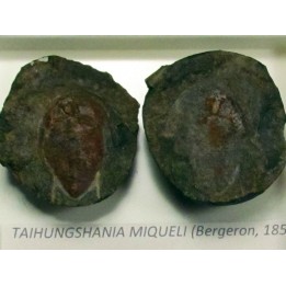 taihungshania miqueli (2)
