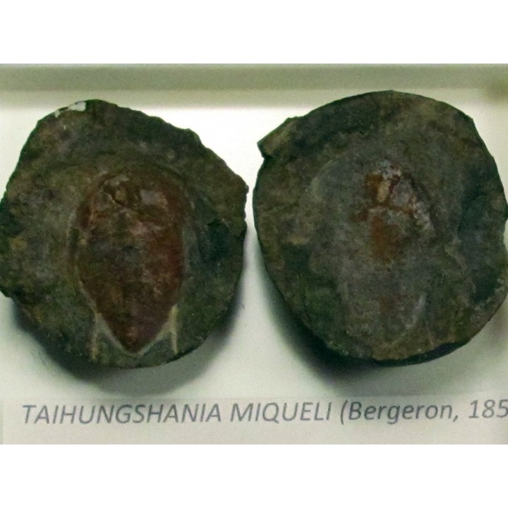 taihungshania miqueli (2)